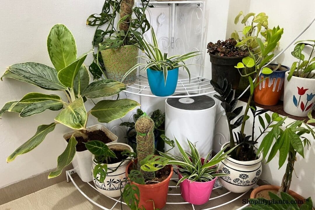 Why Is My Spider Plant Not Growing? (Causes+What To Do) Simplify Plants