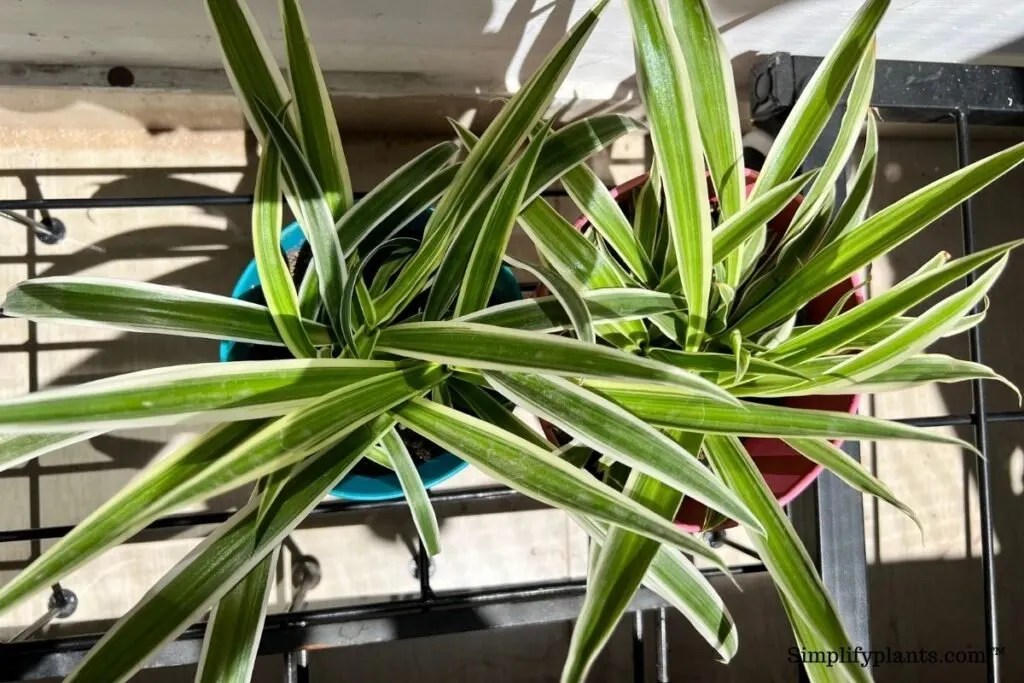 Can I Put My Spider Plant Outside? (What To Consider+How To Move) » Simplify Plants