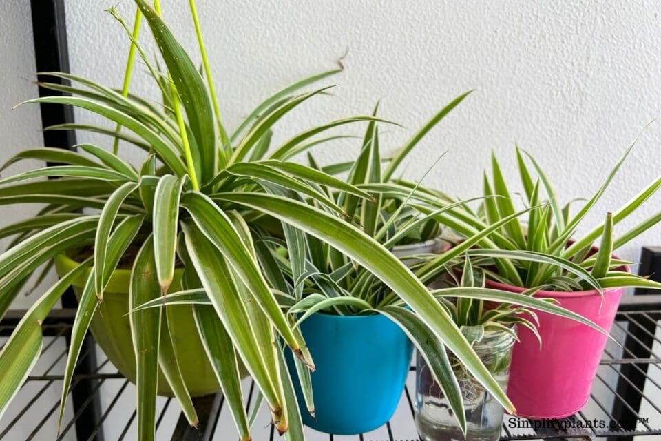 How Much Light Does A Spider Plant Need? (Spider Plant Light