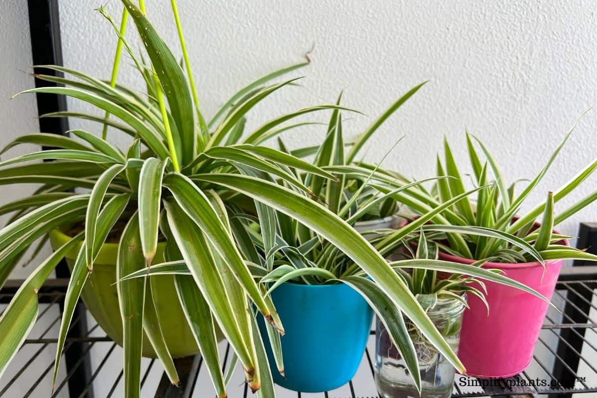 How Much Light Does A Spider Plant Need? (Spider Plant Light