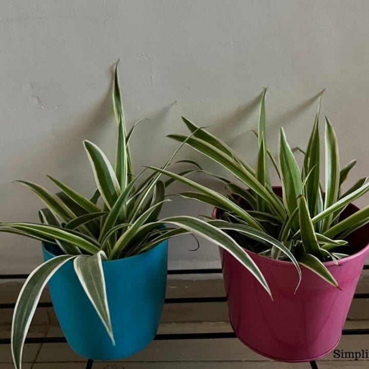 Do Indoor Plants Need Sunlight? (With 25 Examples) Simplify Plants