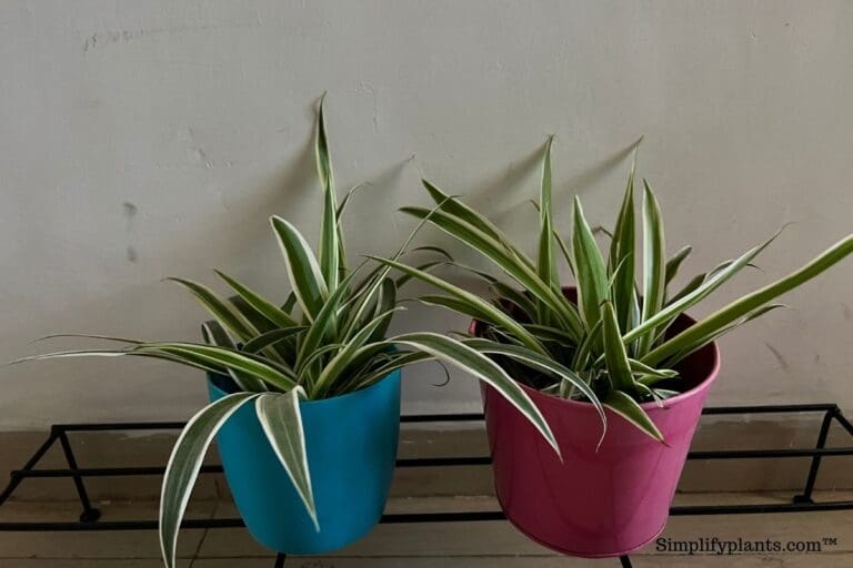 How Much Light Does A Spider Plant Need? (Spider Plant Light