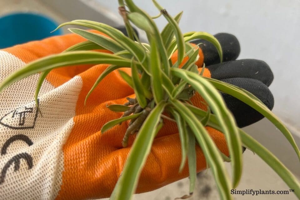 How To Propagate Spider Plant? (3 Ways StepByStep Guide) » Simplify