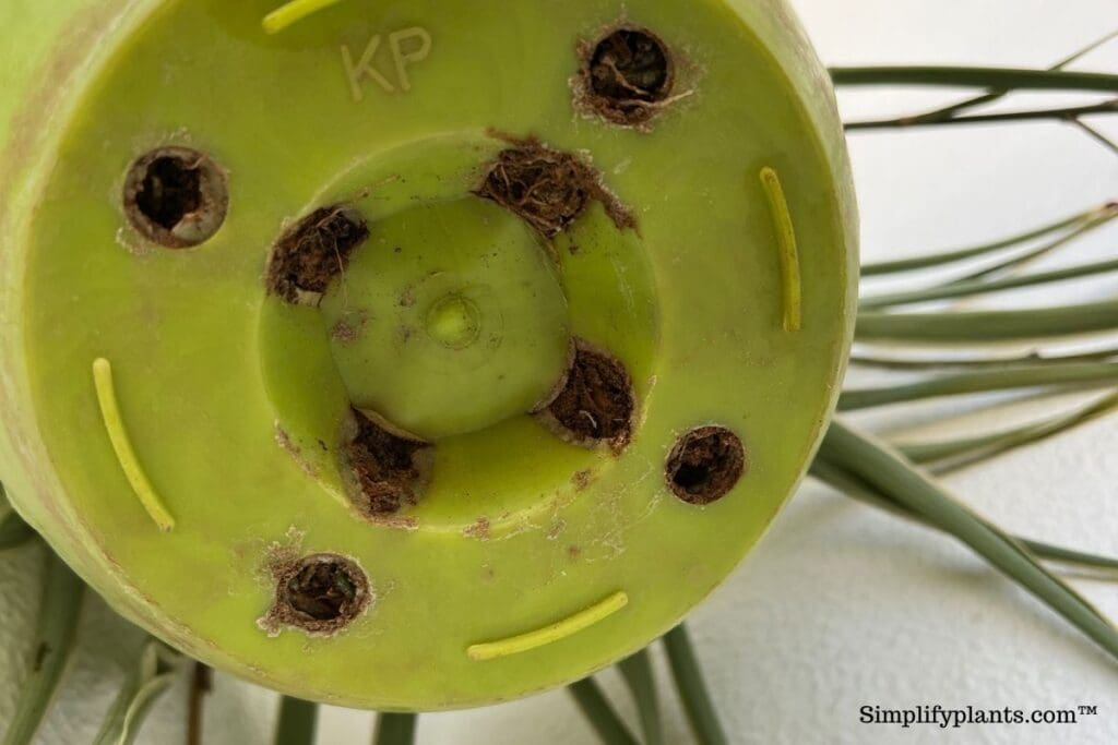 Do Indoor Plants Need Drainage Holes? » Simplify Plants