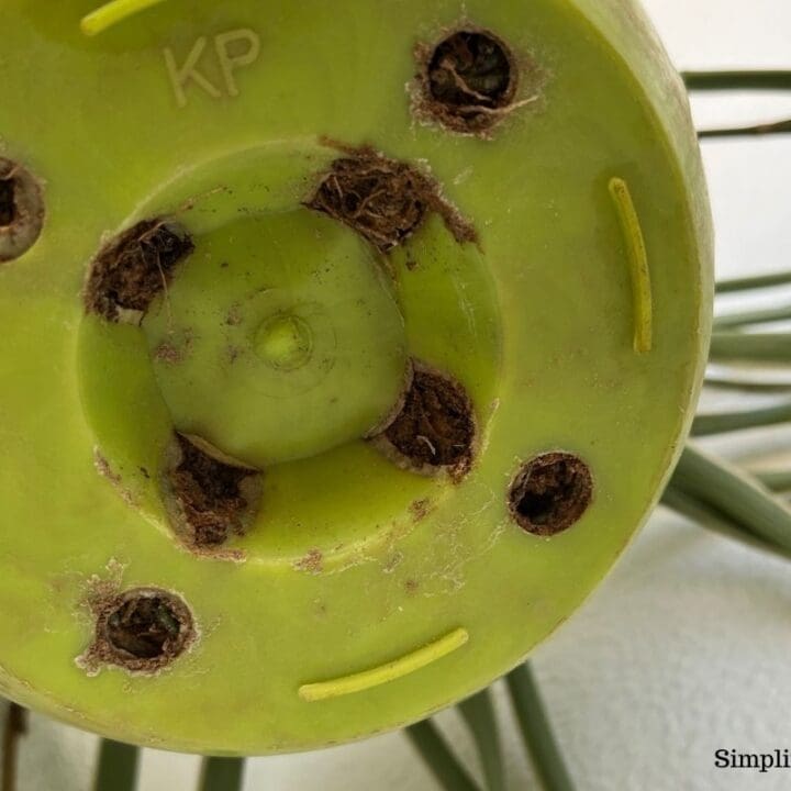 Do Indoor Plants Need Drainage Holes? Simplify Plants