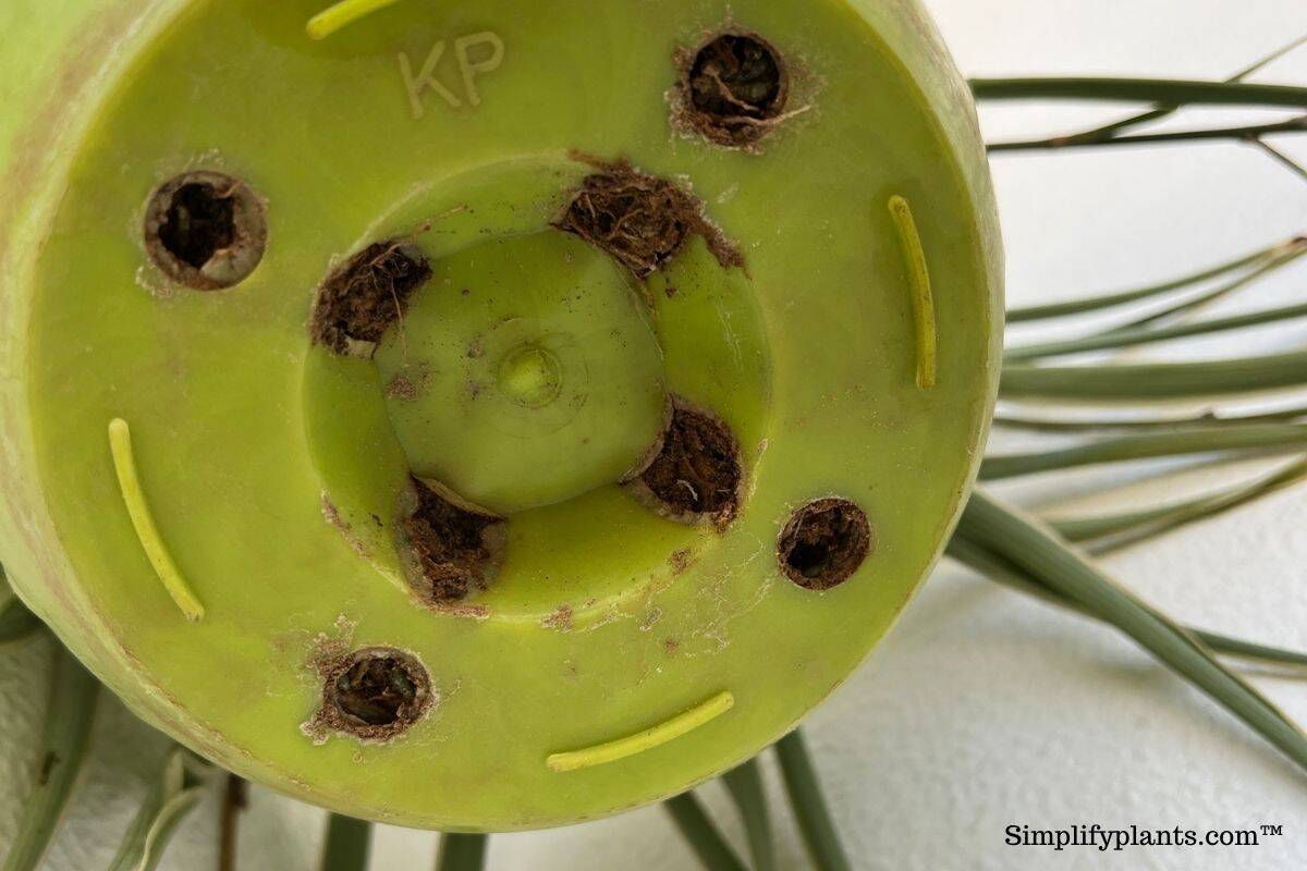 Do Indoor Plants Need Drainage Holes? » Simplify Plants