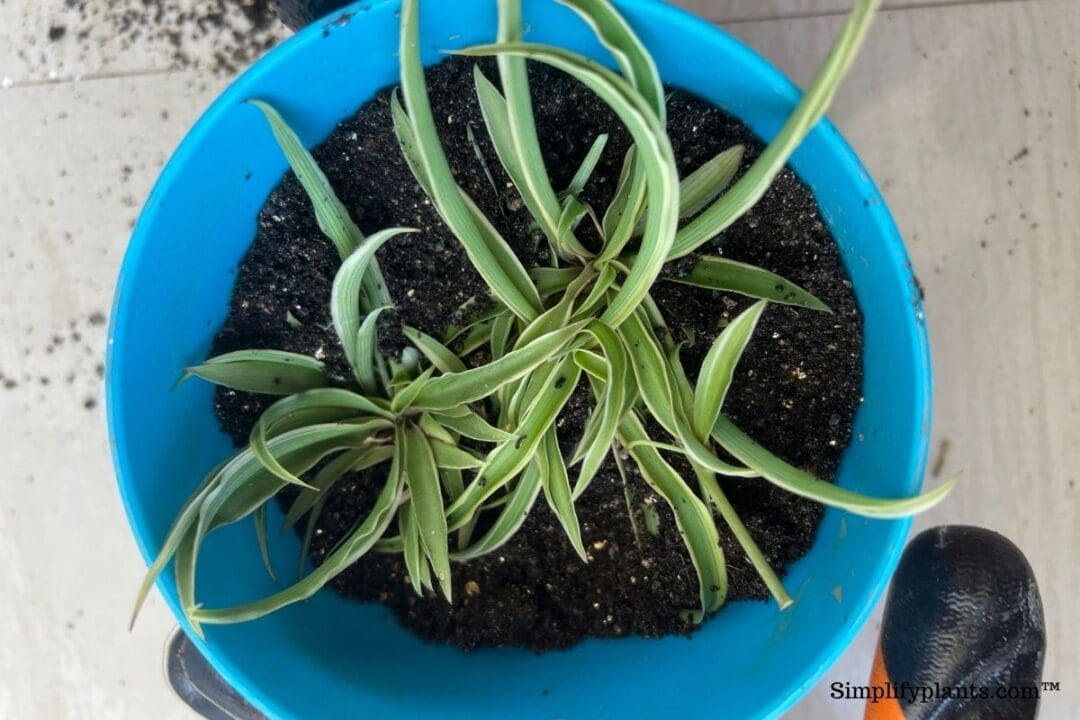 Should I Repot My Indoor Plants After Buying Them? (+Steps To Repot) » Simplify Plants
