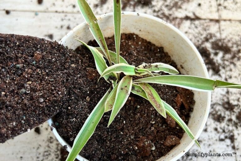 Does Spider Plant Like To Be Root Bound? (+When To Repot) » Simplify Plants