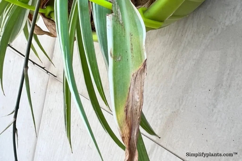 How To Tell If Your Spider Plant Is Dying? (7 Signs+Causes) » Simplify Plants