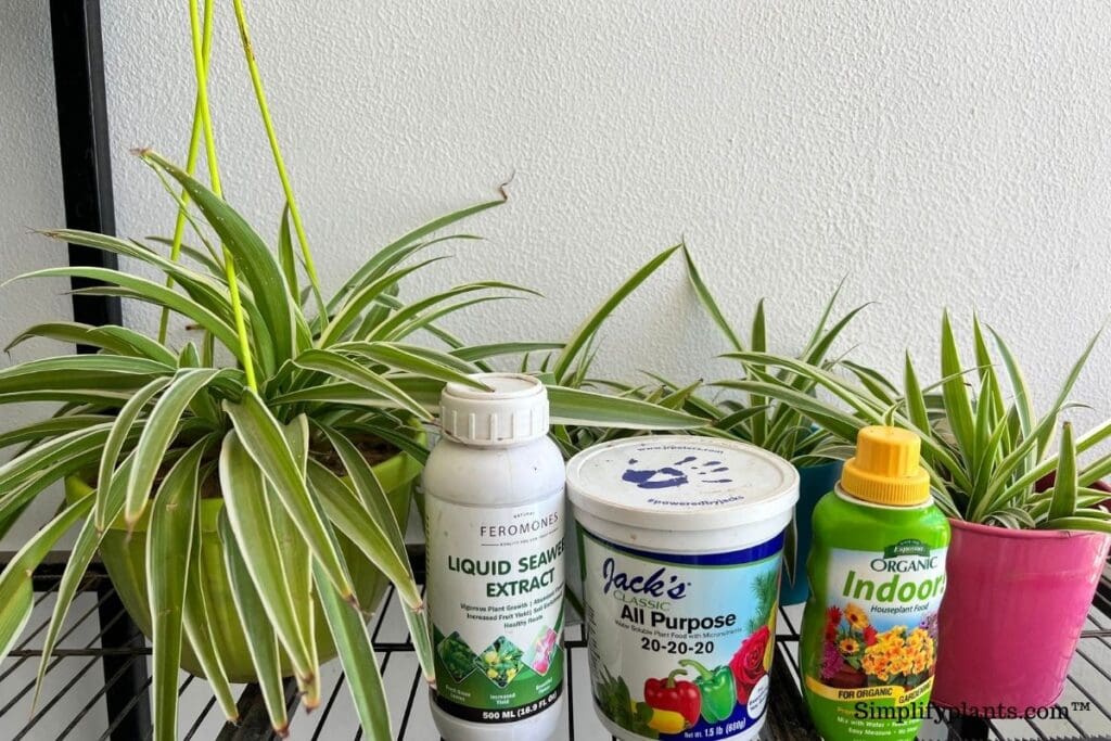 Do Spider Plants Need Fertilizer? (What Type, How Much & More