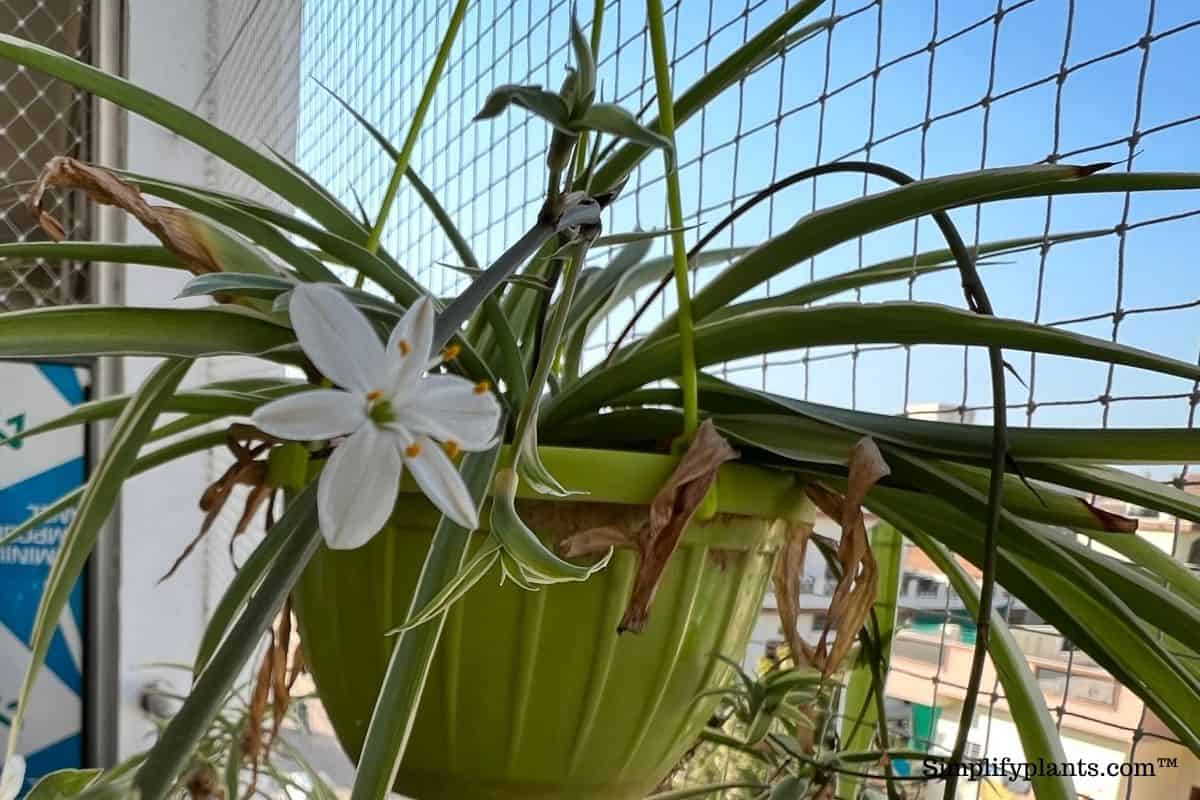 How Much Light Does A Spider Plant Need? (Spider Plant Light
