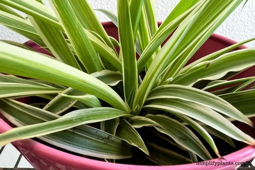 Can I Put My Spider Plant Outside? (What To Consider+How To Move