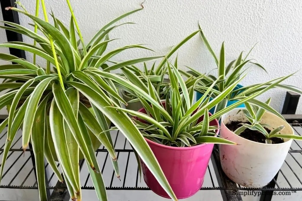 What Kind Of Soil Is Good For Spider Plant? » Simplify Plants