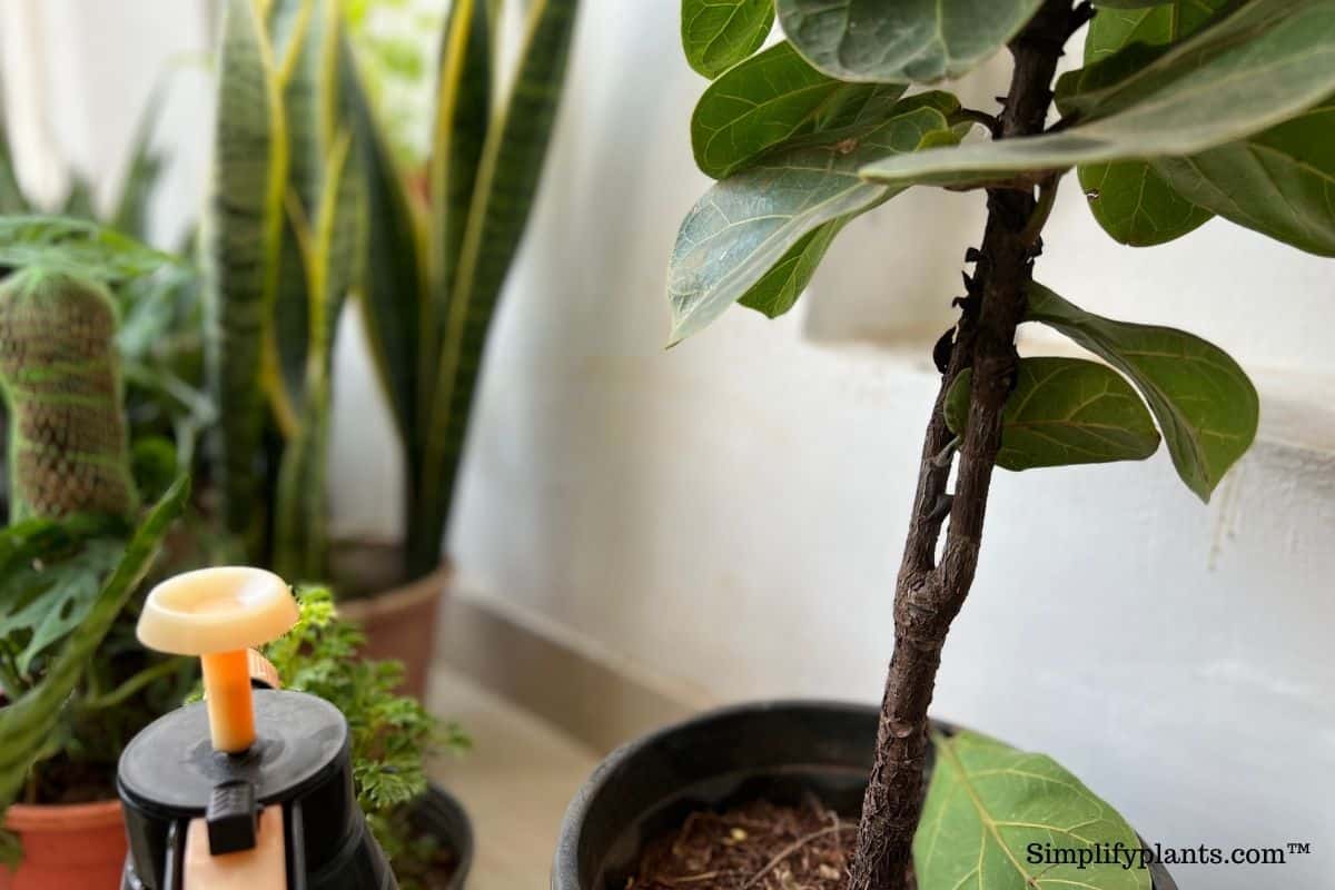 Do Fiddle Leaf Figs Like To Be Root Bound? (+ How To Fix It) » Simplify