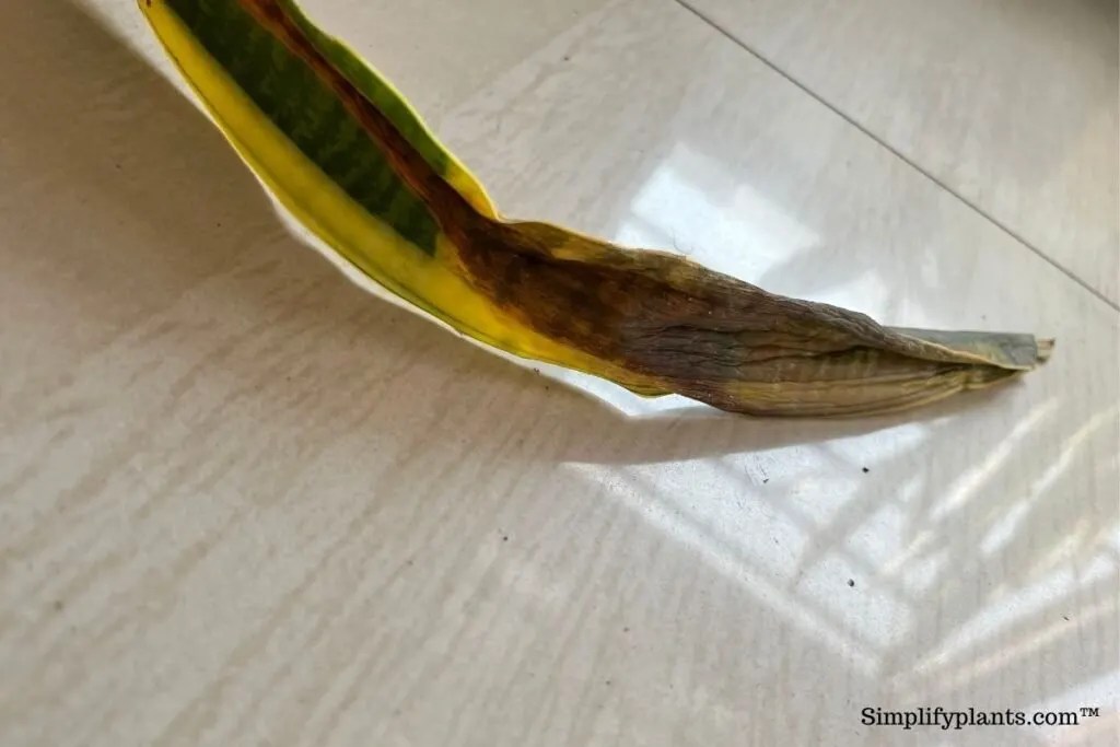 Why Is My Snake Plant Falling Over? (7 Causes+What To Do) » Simplify Plants