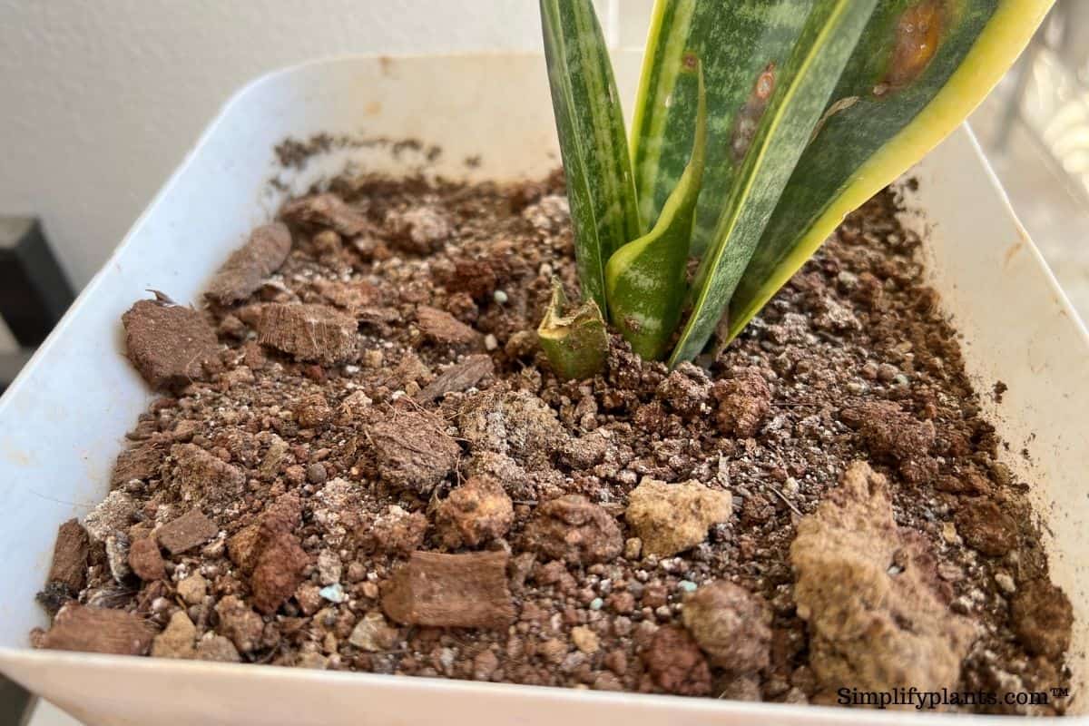 Top 20+ Why Is Snake Plant Dying