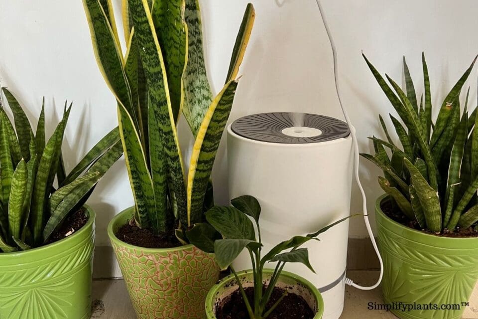 What Kind Of Soil Is Good For Snake Plants? (+Best Soil Mix) Simplify