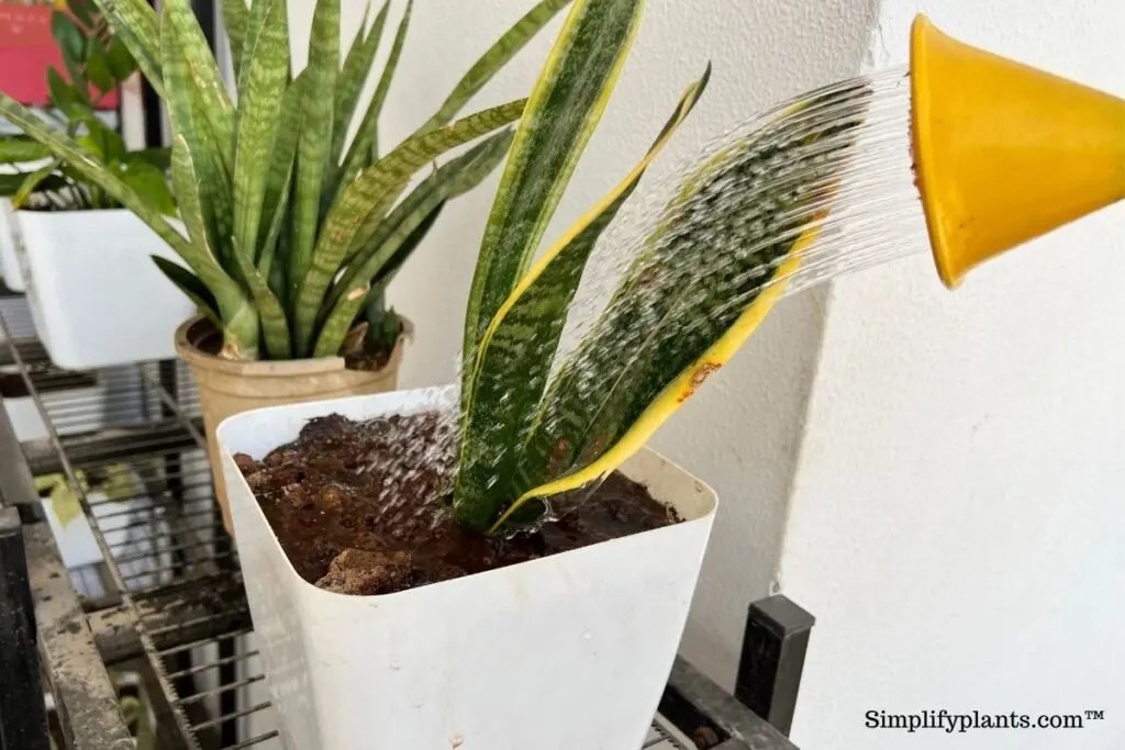 Why Is My Snake Plant Falling Over? (7 Causes+What To Do) » Simplify Plants