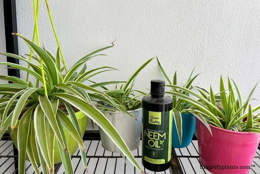 How To Revive Dying Spider Plants? (All Possible Problems+Solution