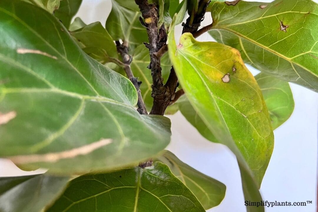 7 Signs Your Fiddle Leaf Fig Is Dying? » Simplify Plants