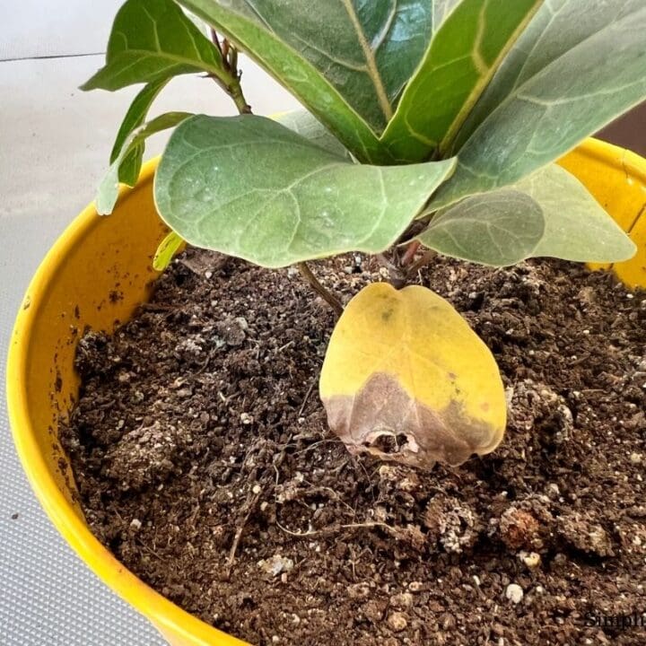Why Is My Fiddle Leaf Fig Turning Yellow? (Causes+Solution) Simplify