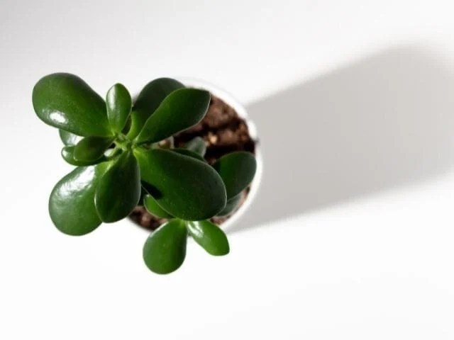 How Much Light Do Jade Plants Need? (+Ideal Conditions