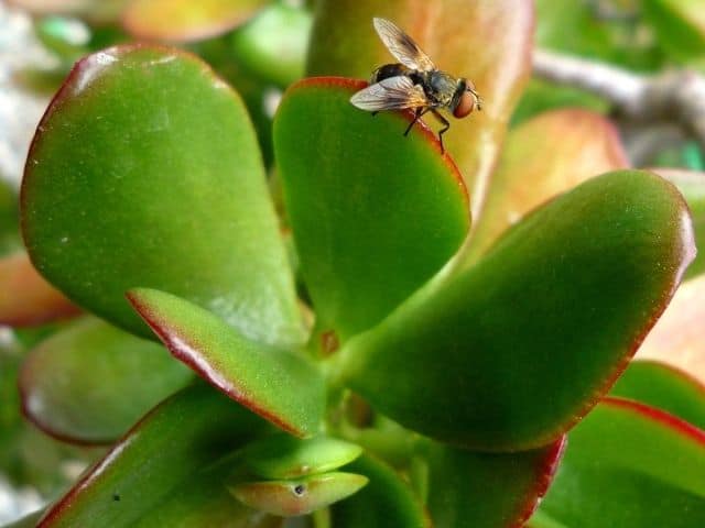 How To Get Rid Of Bugs On Jade Plant? (Mealybugs, Spider mites & More