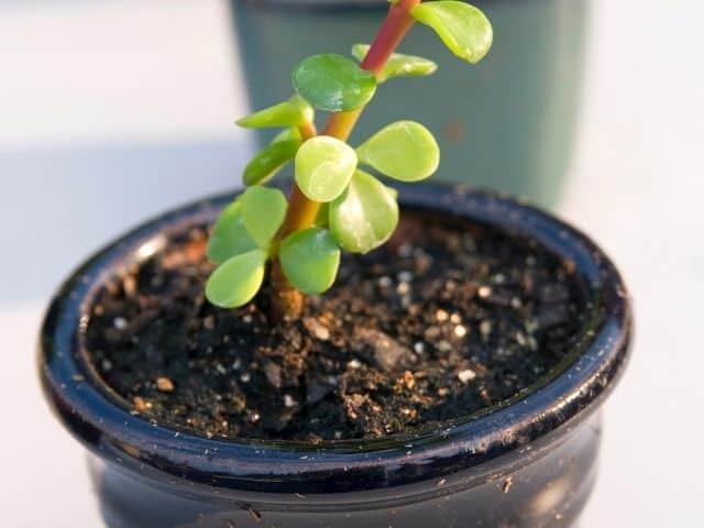 What Kind Of Soil Does Jade Plant Need? (+Best Soil Mix) Simplify Plants