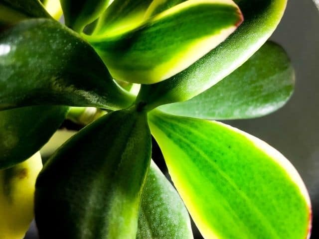 Why Is My Jade Plant Turning Yellow? (Causes+Solution