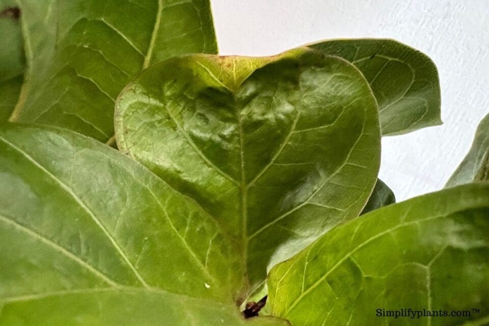 Why Are The Leaves On My Fiddle Leaf Fig Curling? (+How To Fix