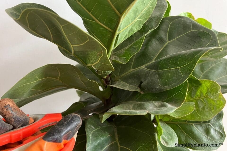 How Do I Get Rid Of Bugs On My Fiddle Leaf Fig? » Simplify Plants