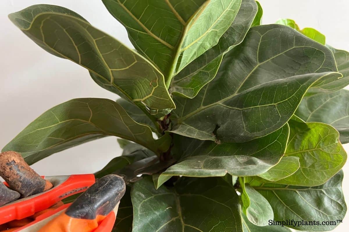 Why Does My Fiddle Leaf Fig Have White Spots? (Causes+What To Do