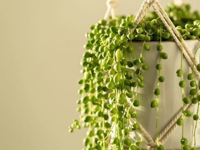 How Often Should You Water String Of Pearls? (Watering Guide