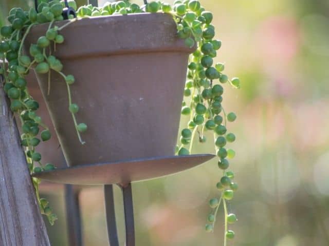 How Often Should You Water String Of Pearls? (Watering Guide