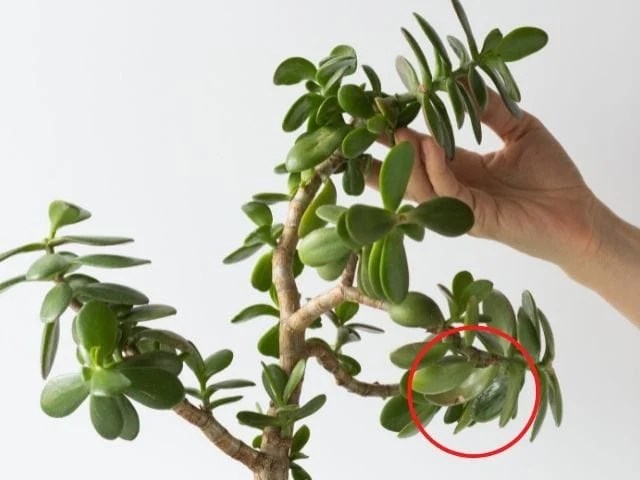 Why Is My Jade Plant Drooping? (Causes+What To Do