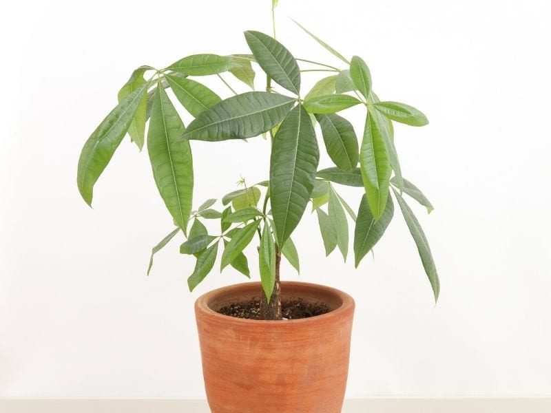 Why Is My Money Tree Leaves Turning Brown? (Causes+How To Fix) Simplify Plants