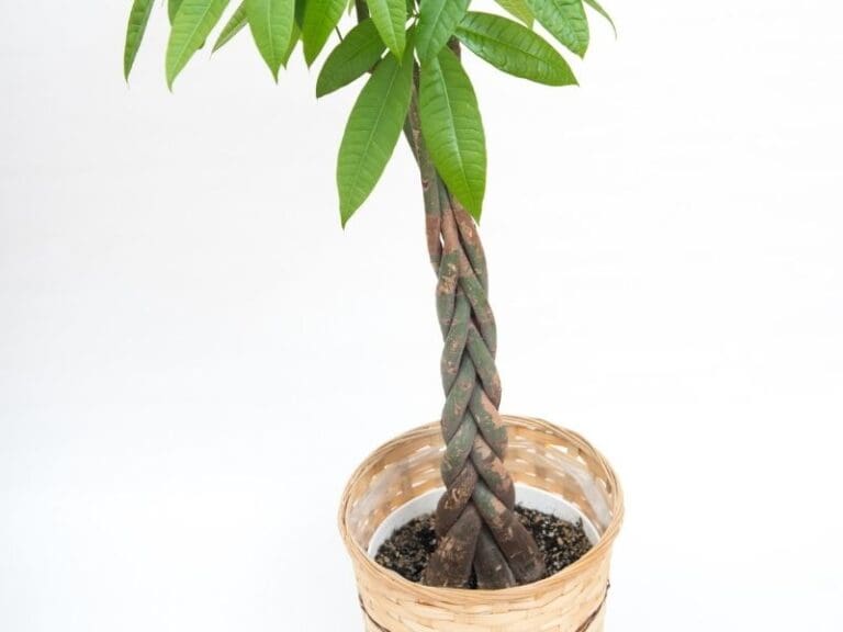 What To Do If I Overwatered My Money Tree? (Problems+How To Fix