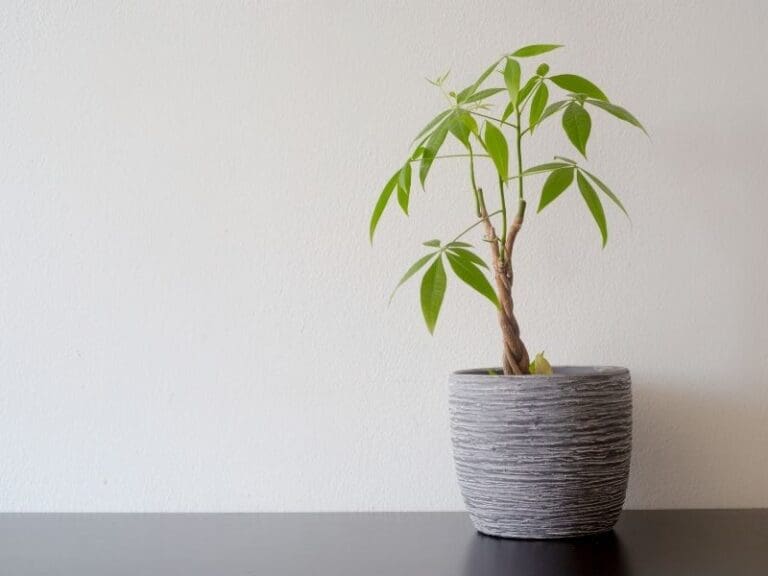 Does A Money Tree Attract Bugs? Bugs+How To Get Rid Of Them