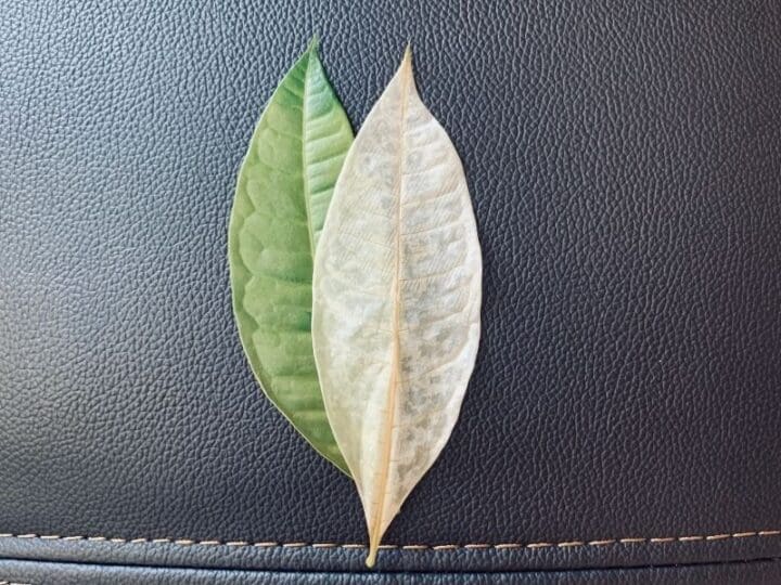 Money Tree Leaves Turning White? 9 Causes & Easy Fix! » Simplify Plants