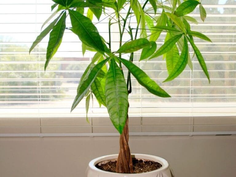 Why Are My Money Tree Leaves Drooping? (Causes+How To Fix) Simplify