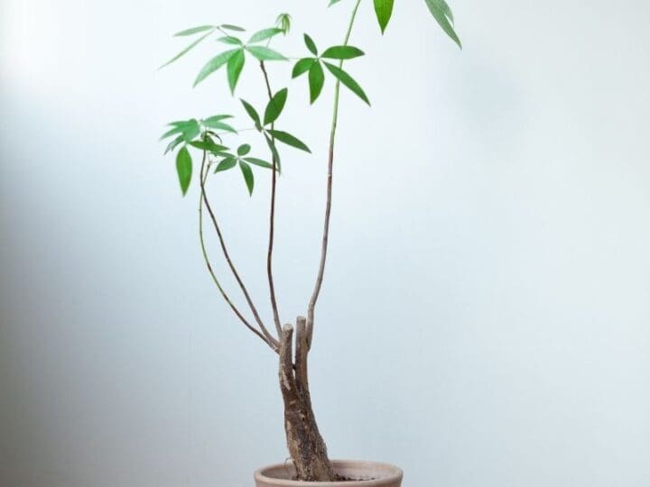 Why Is My Money Tree Leggy? (Causes+How To Fix) Simplify Plants