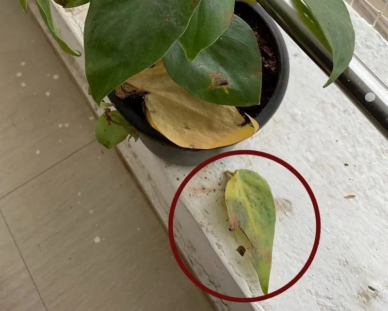 Why Is My Indoor Plant Losing Leaves? (+How To Save Them) » Simplify Plants