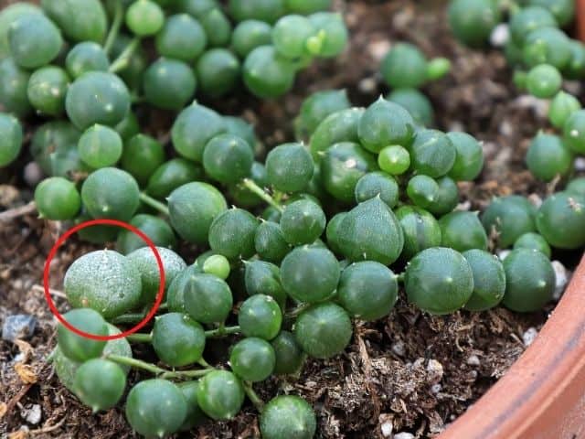 Why Is My String Of Pearls Dying? (Causes+How To Fix) Simplify Plants