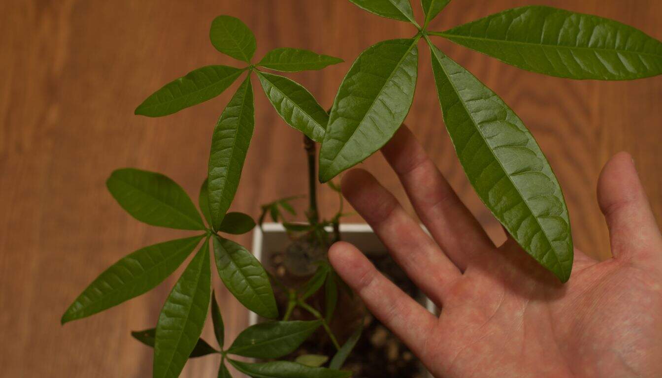 Save A Dying Money Tree 6 Problems & Easy Fix! » Simplify Plants