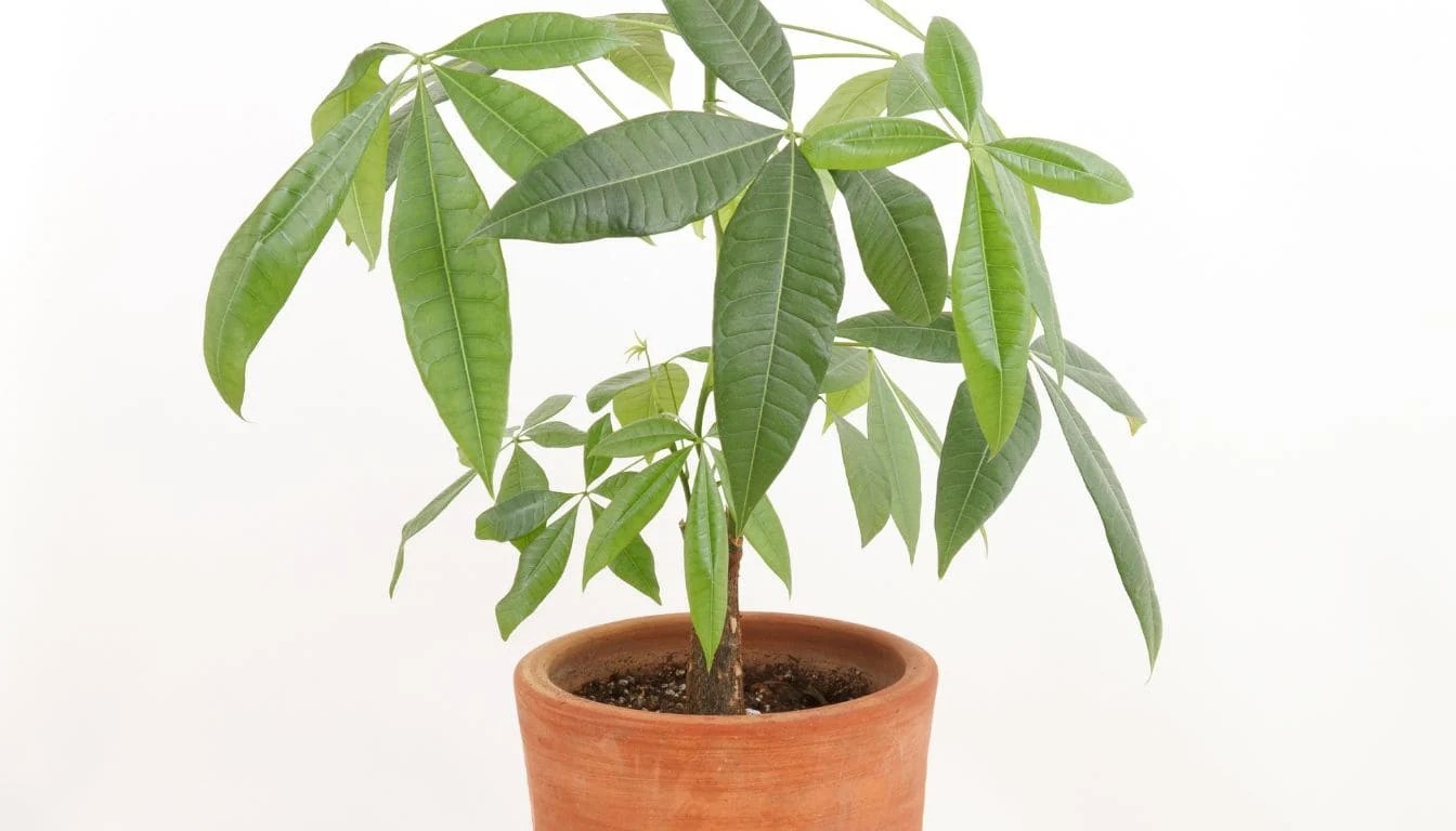 Money Tree Not Growing? 8 Problems & Easy Fix! » Simplify Plants