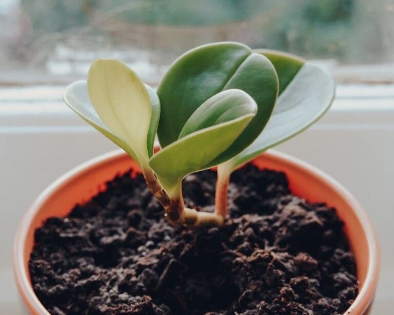 What Kind Of Soil Does Peperomia Need? (+Best Soil Mix) » Simplify Plants