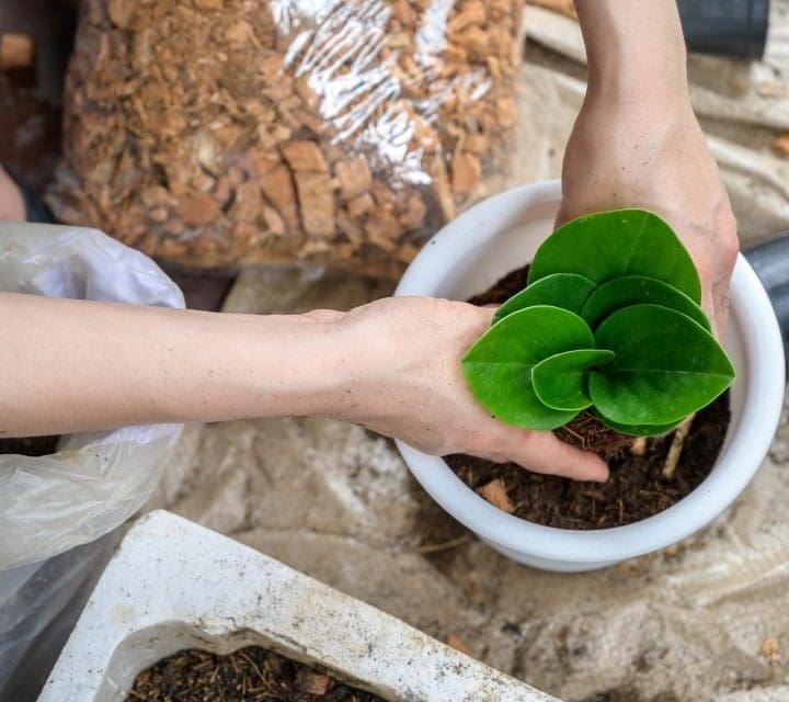 What Kind Of Soil Does Peperomia Need? (+Best Soil Mix) Simplify Plants