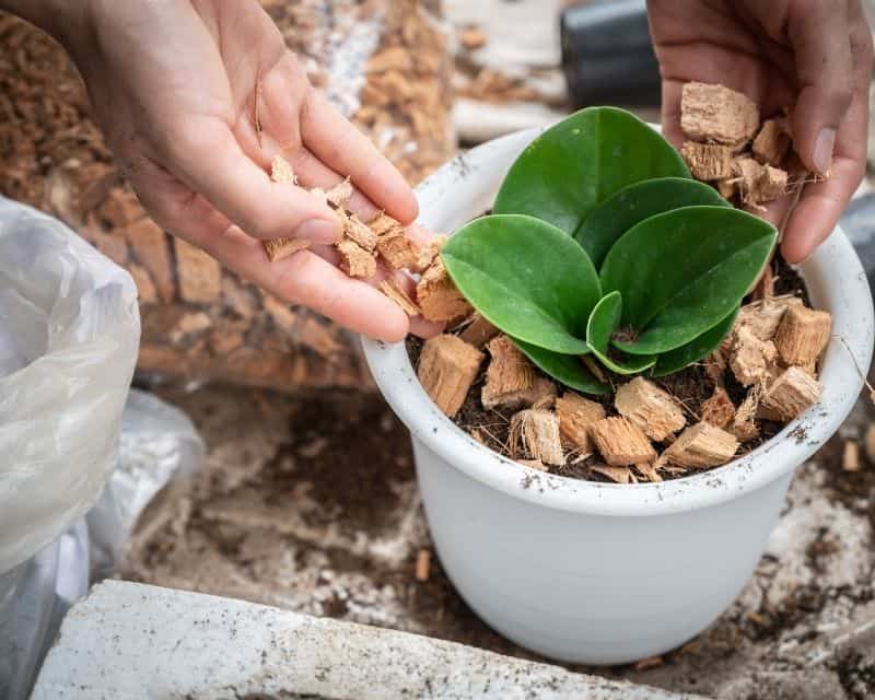 What Kind Of Soil Does Peperomia Need? (+Best Soil Mix) » Simplify Plants