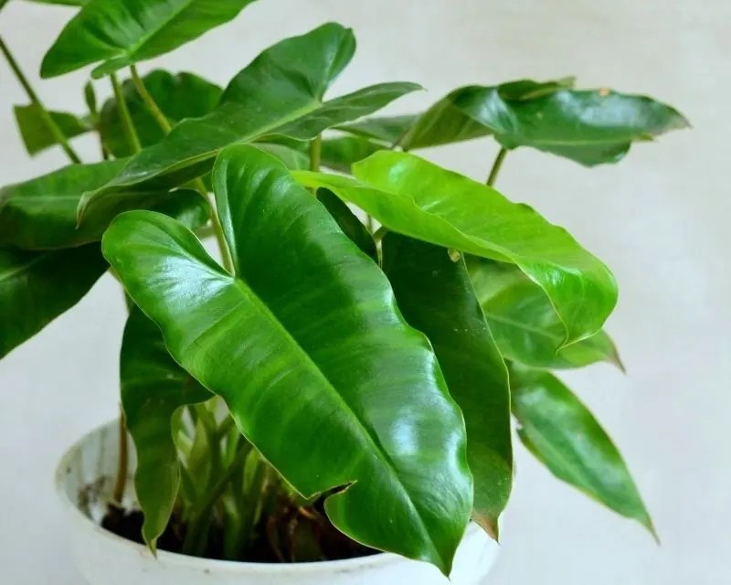 Are Philodendron Plants Poisonous To Pets? (Cats, Dogs, Birds & More