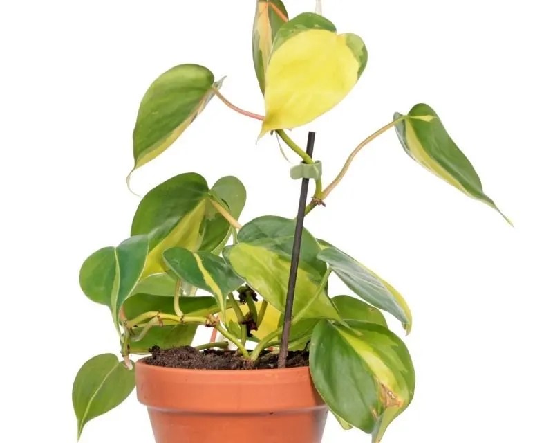 Why Is My Philodendron Leggy? (Causes+How To Fix) » Simplify Plants